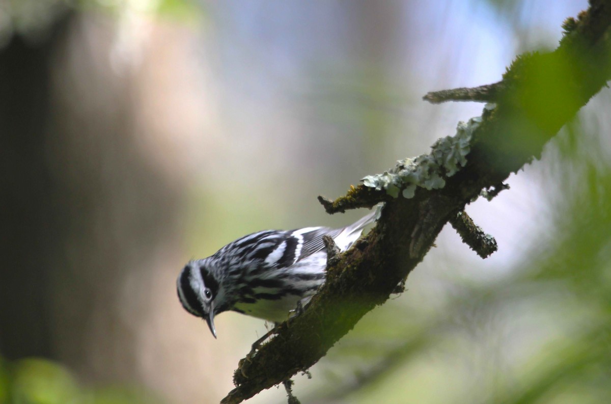Black-and-white Warbler - ML616397959