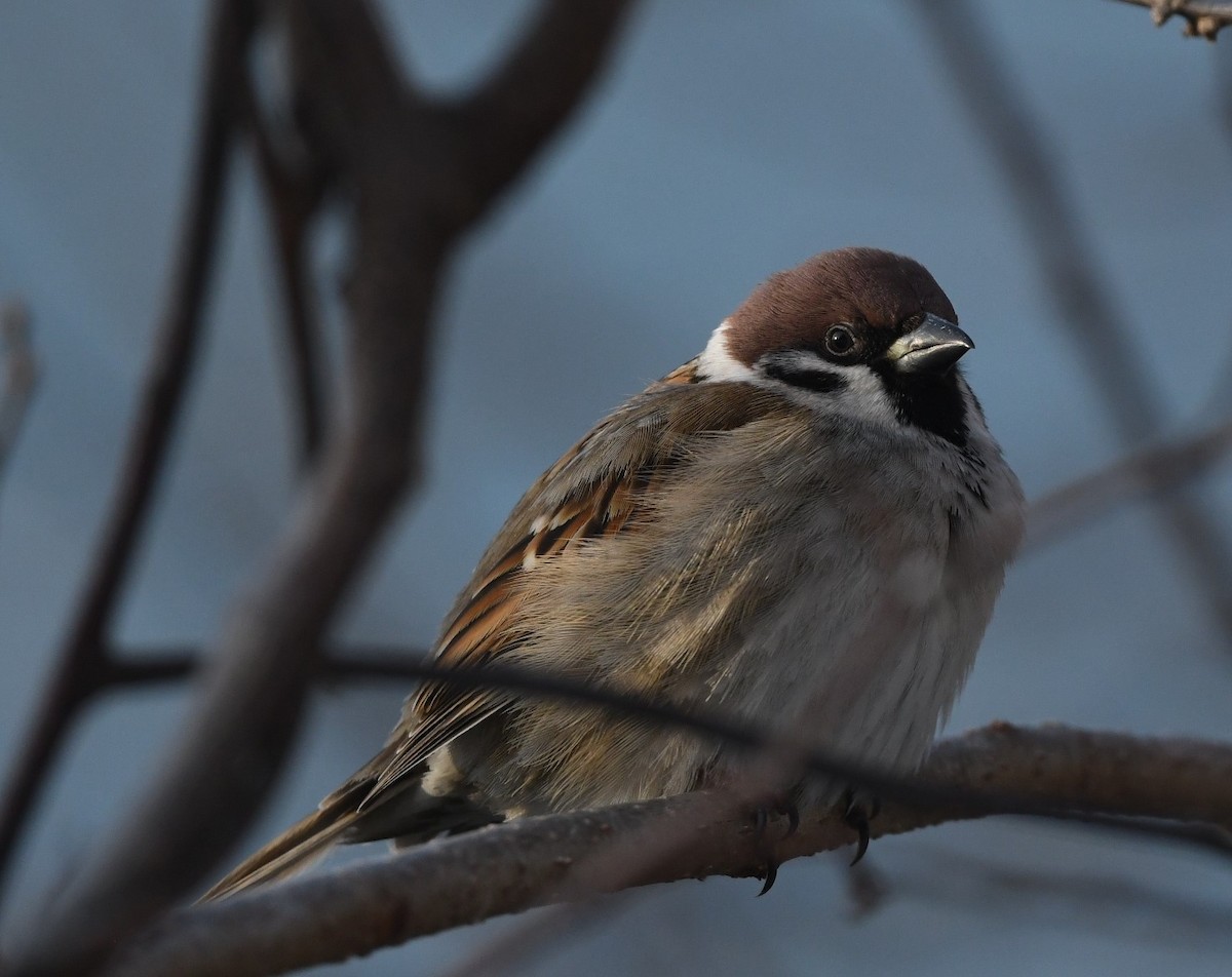 Eurasian Tree Sparrow - ML616398120