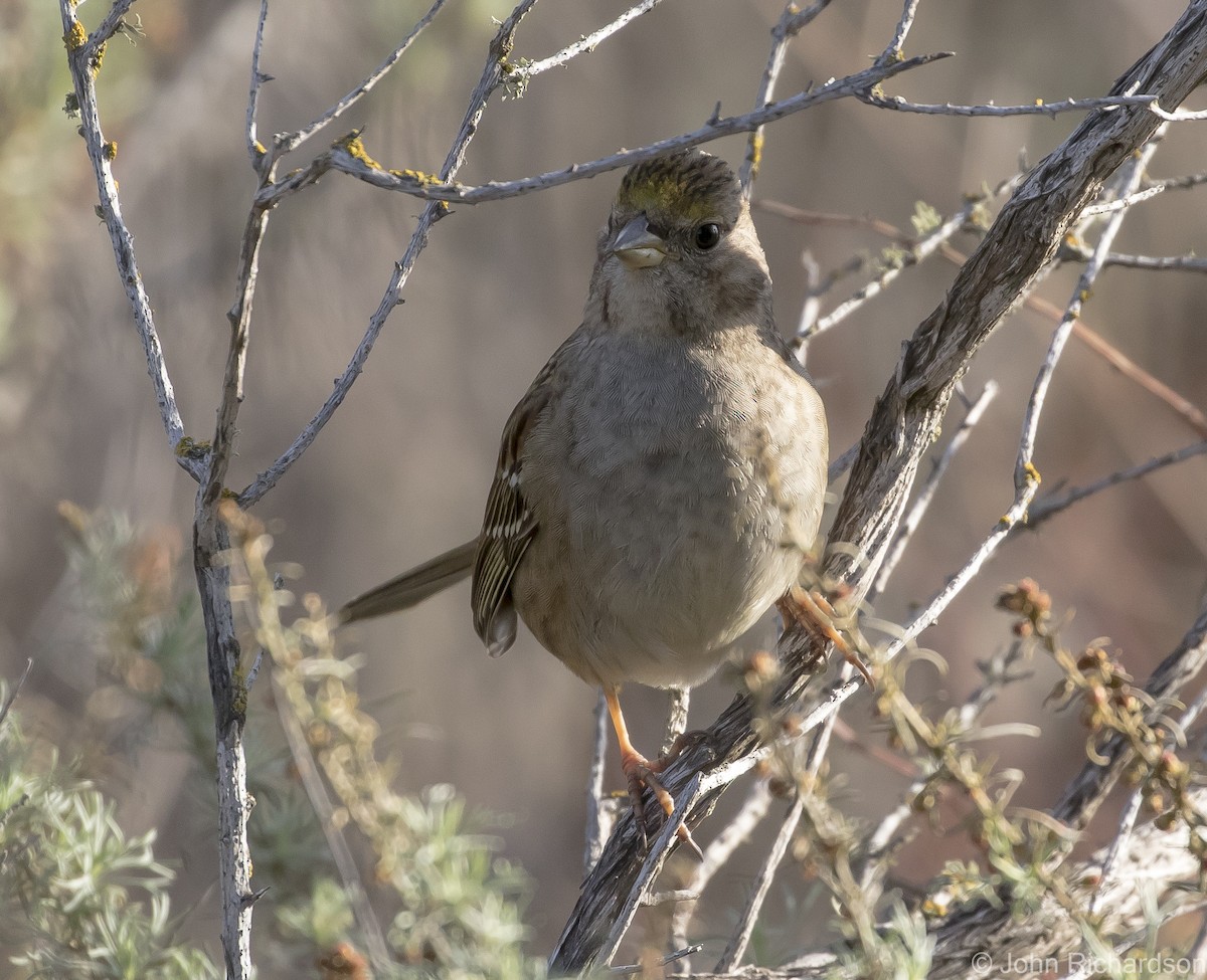 Golden-crowned Sparrow - ML616398168