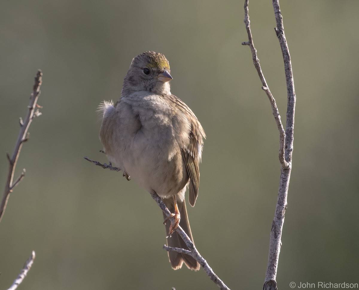 Golden-crowned Sparrow - ML616398170