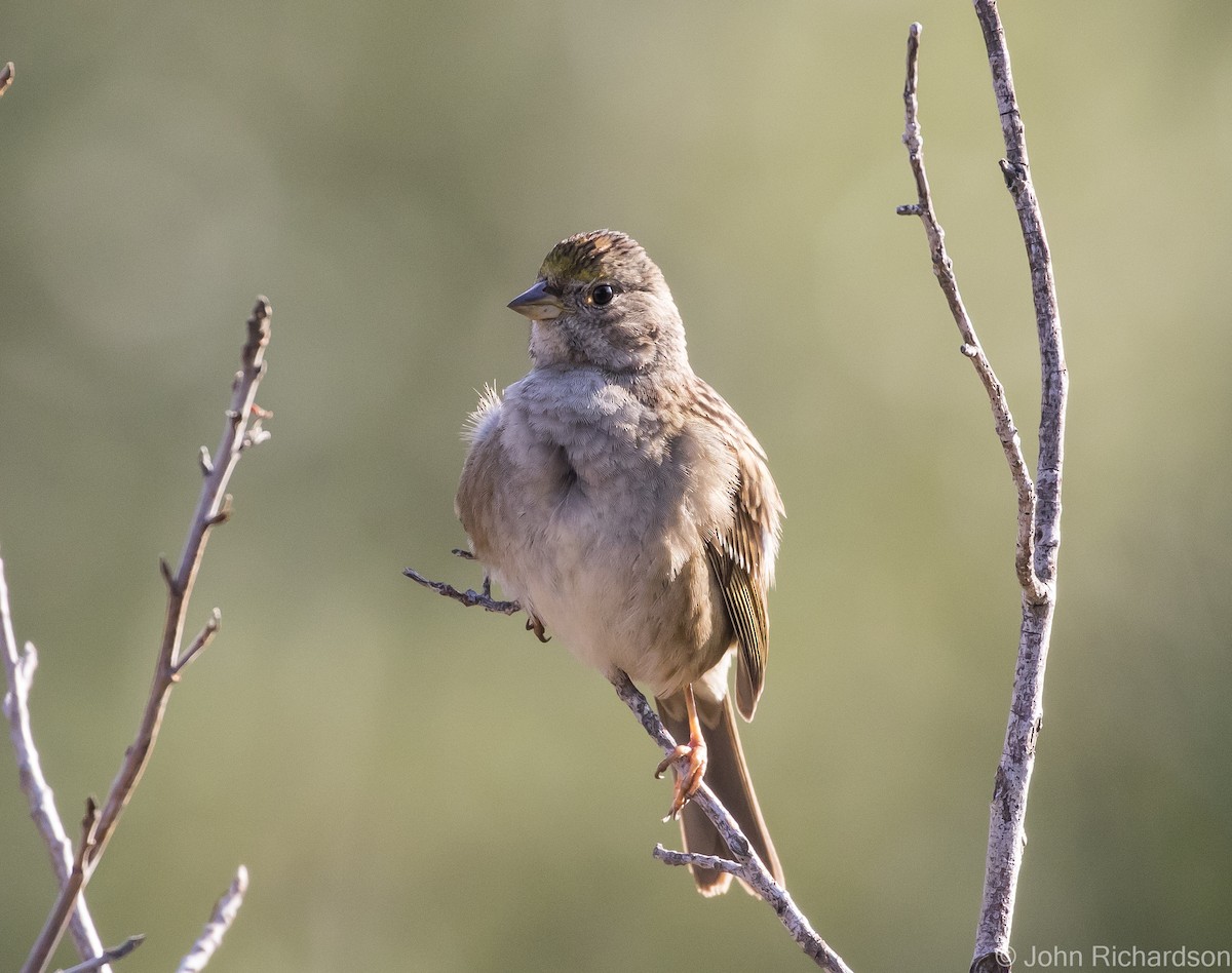 Golden-crowned Sparrow - ML616398171