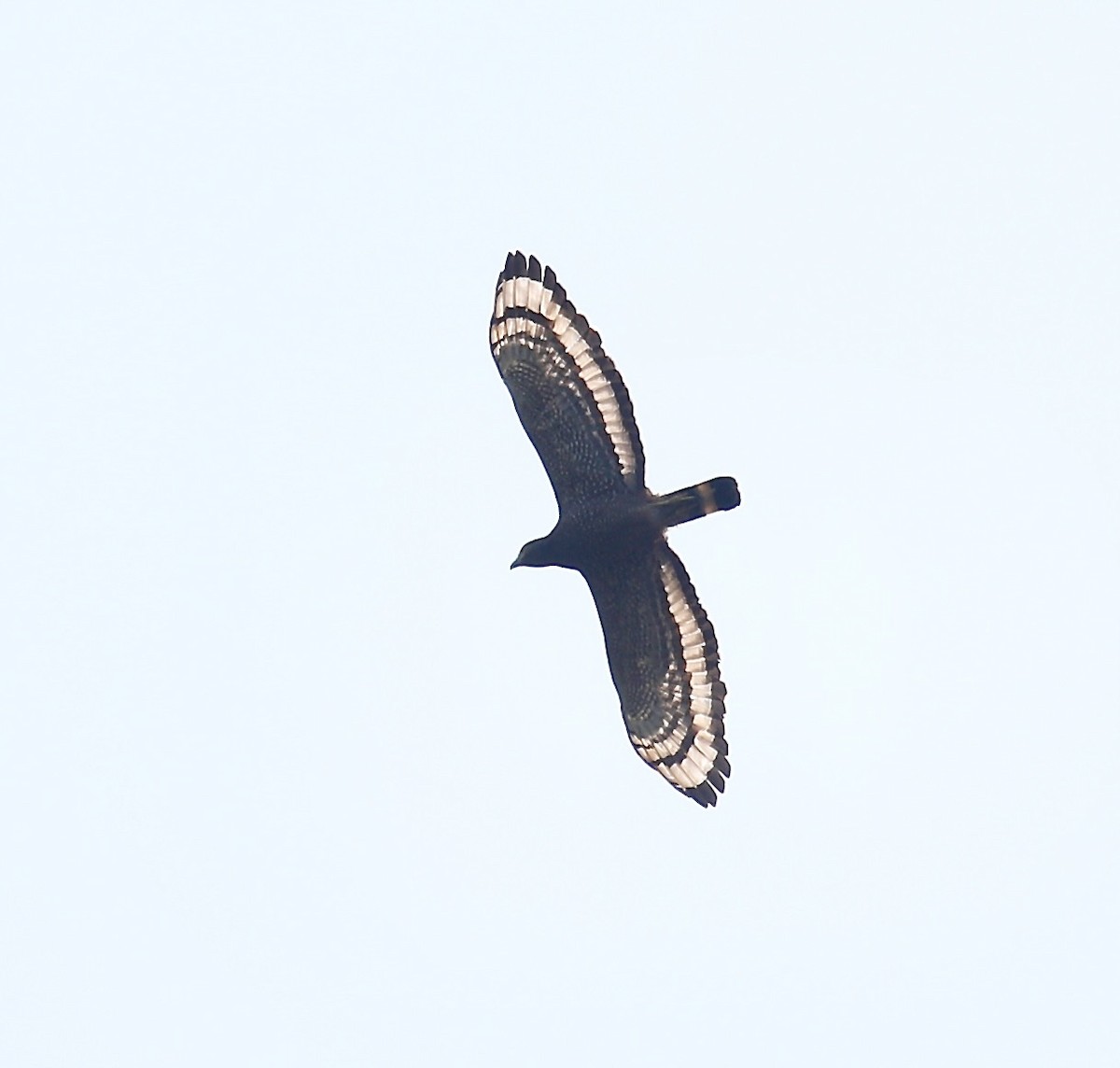 Crested Serpent-Eagle - ML616398235