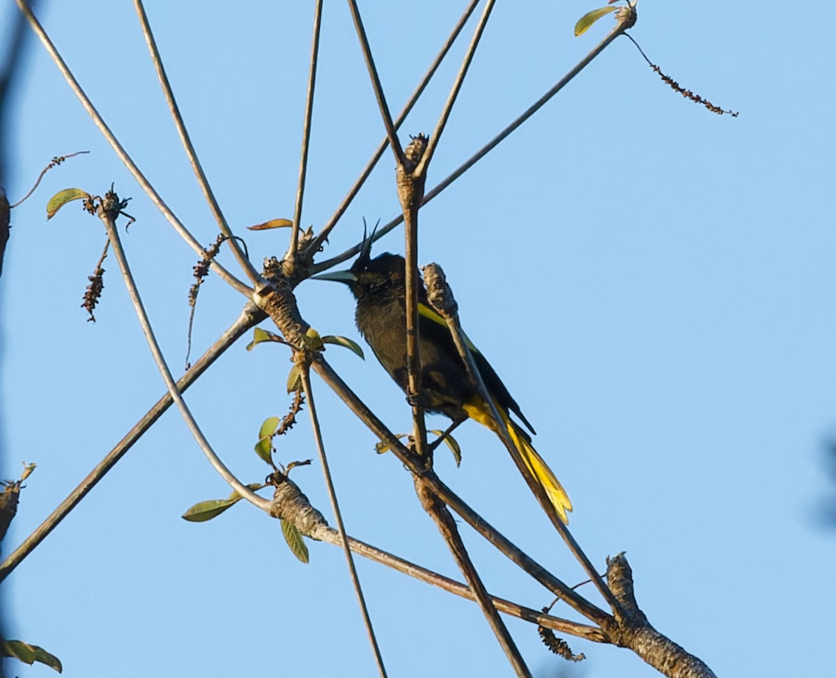 Yellow-winged Cacique - Brandon Best