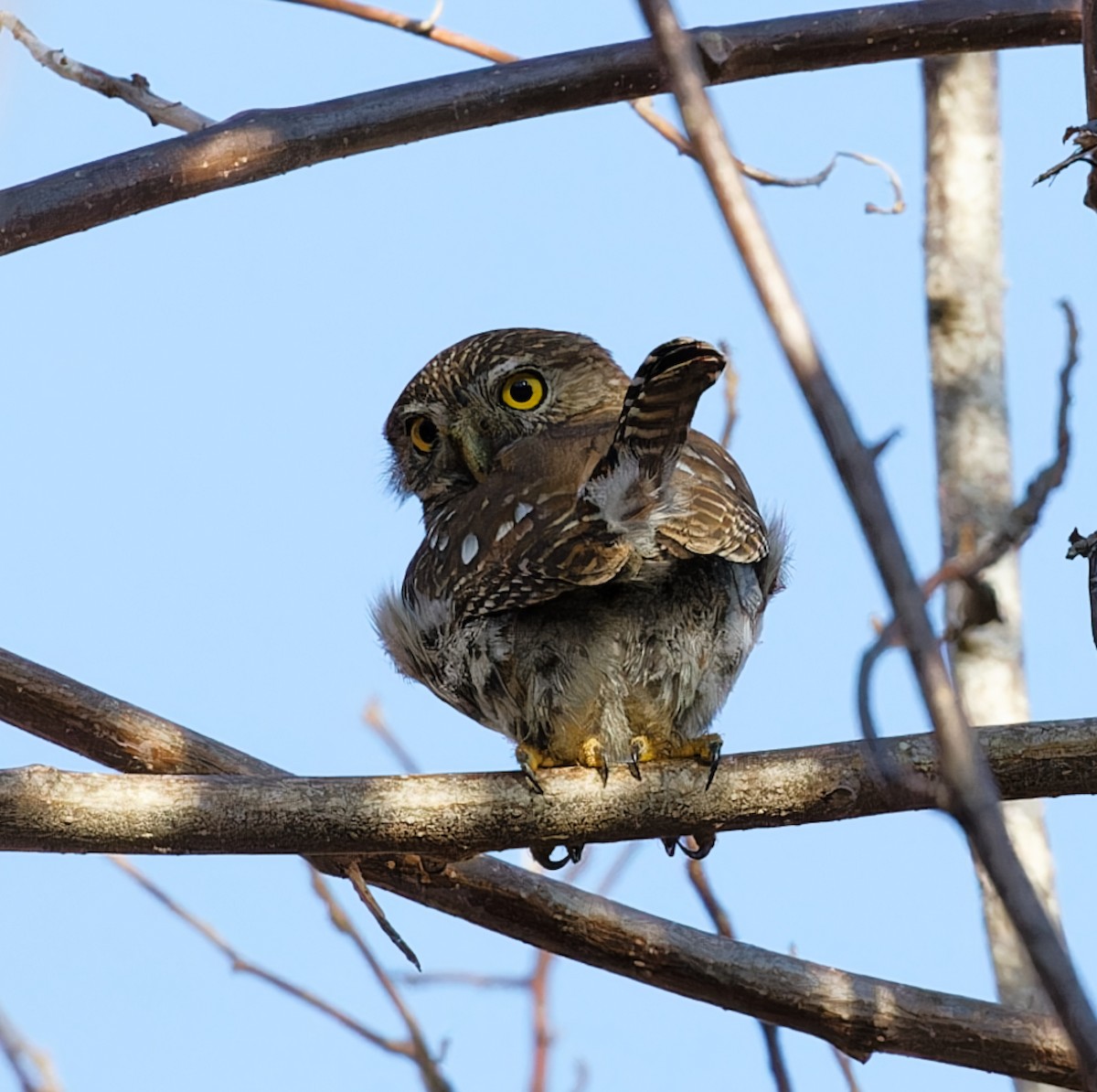 Ferruginous Pygmy-Owl - ML616398286