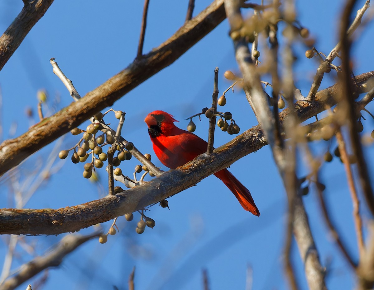 Northern Cardinal (Long-crested) - ML616398308