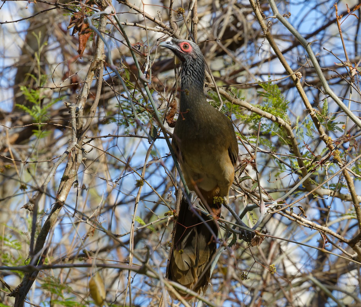 West Mexican Chachalaca - ML616398324
