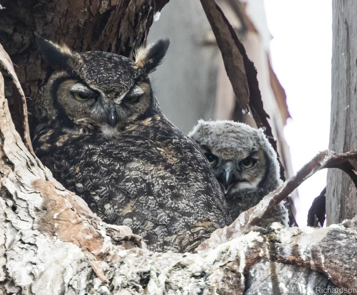 Great Horned Owl - ML616398331