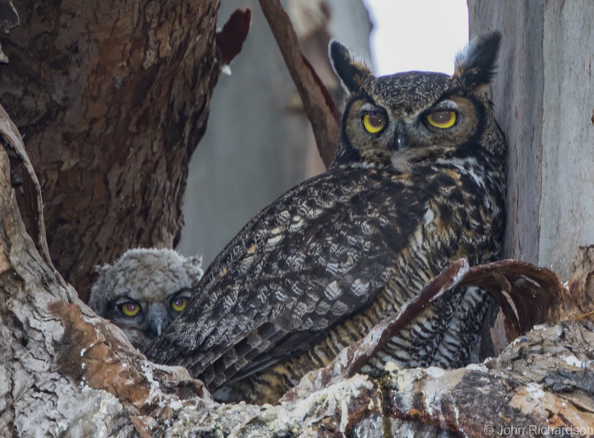 Great Horned Owl - ML616398332