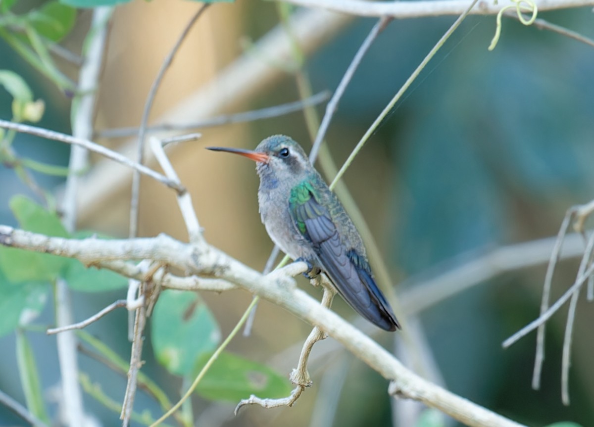 Turquoise-crowned Hummingbird - ML616398397