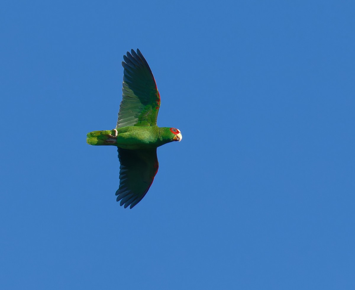 White-fronted Parrot - ML616398415