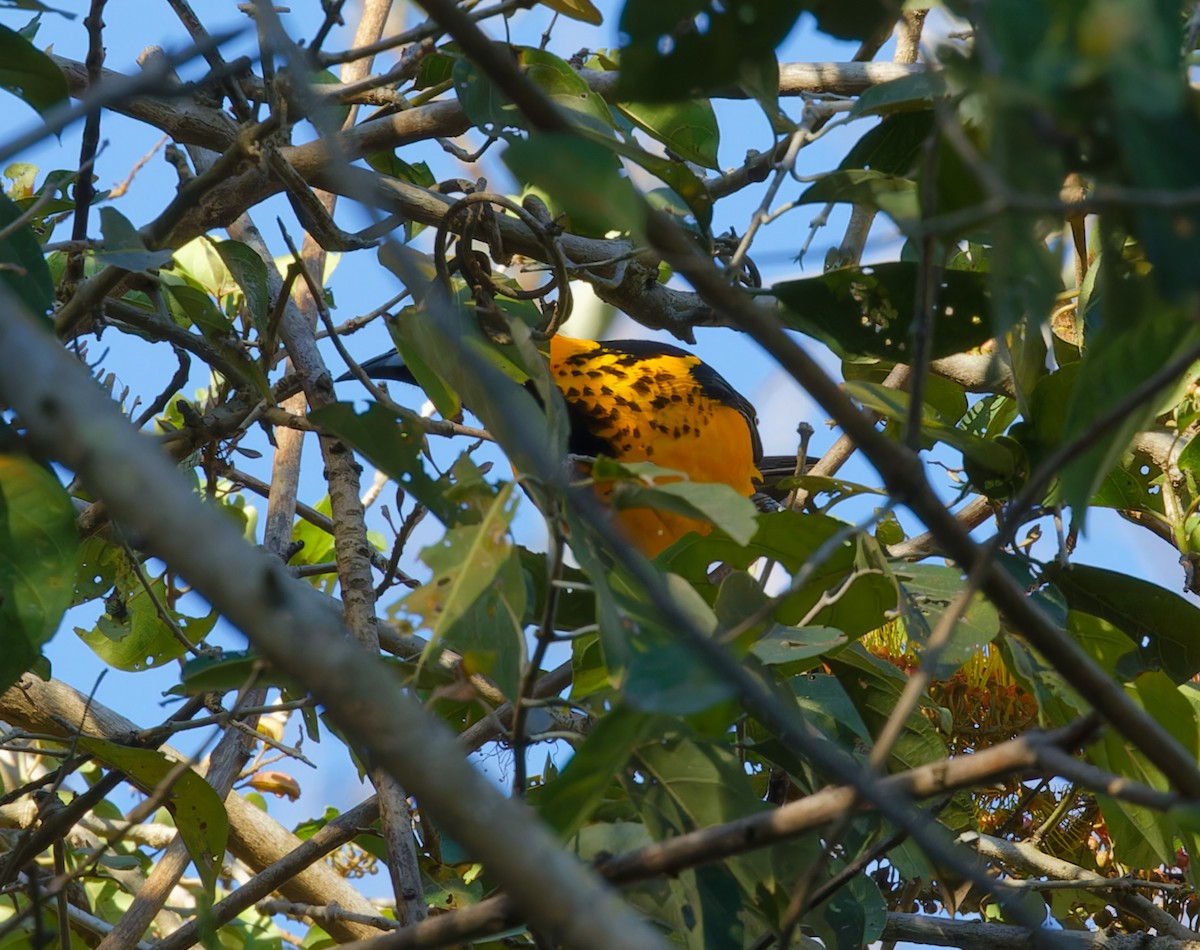 Spot-breasted Oriole - ML616398427