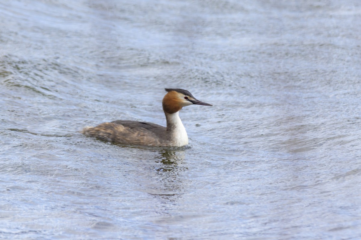 Great Crested Grebe - ML616398500