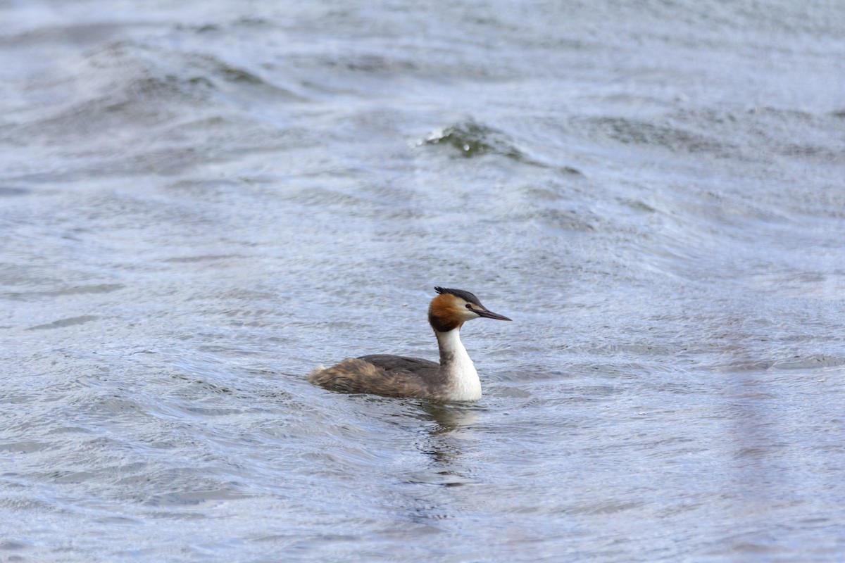 Great Crested Grebe - ML616398501