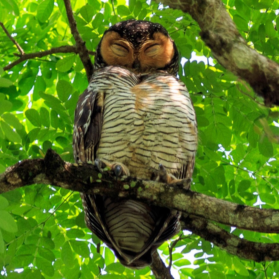 Spotted Wood-Owl - ML616398594