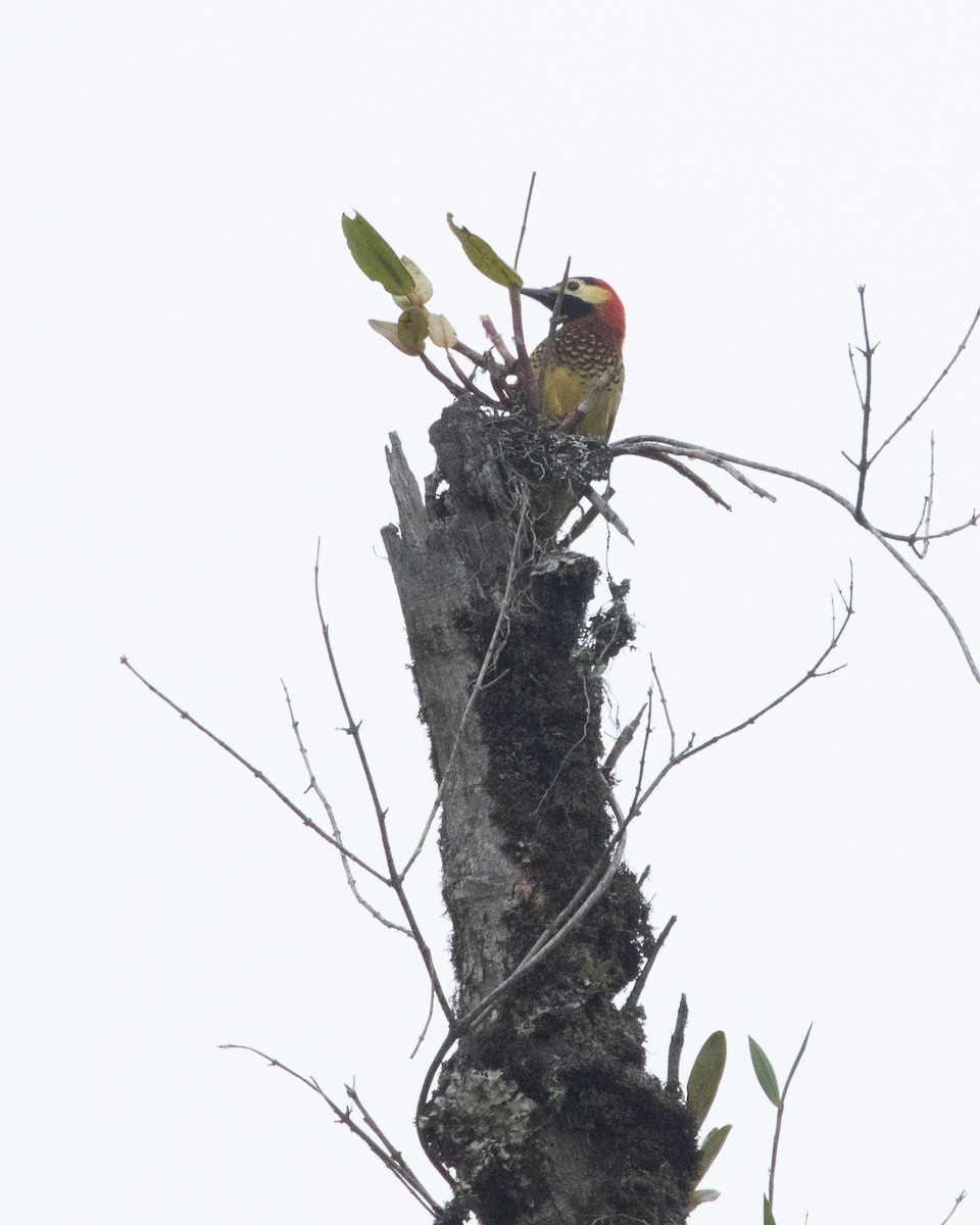 Crimson-mantled Woodpecker - ML616398640