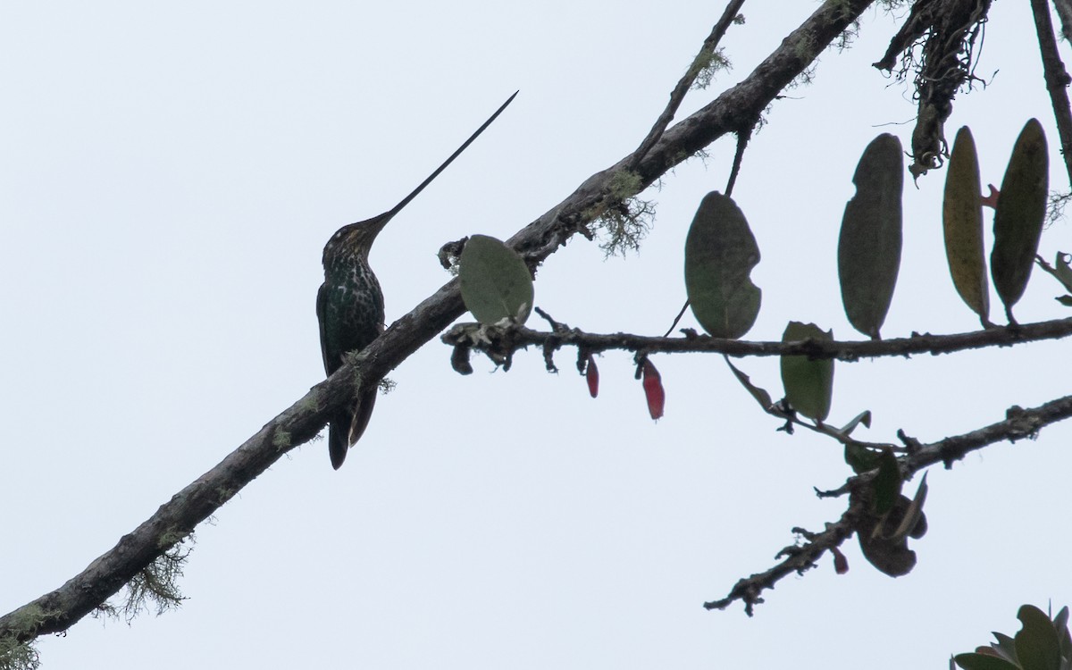 Sword-billed Hummingbird - ML616398647