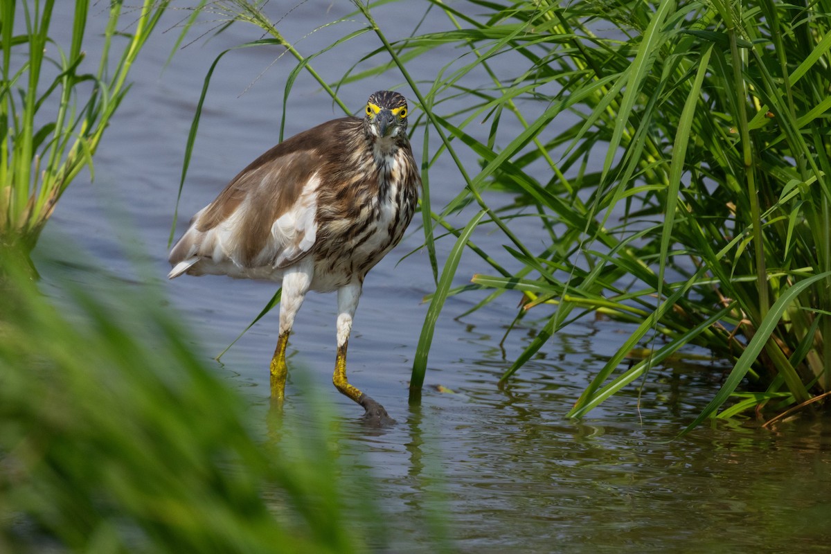 pond-heron sp. - ordinary birder
