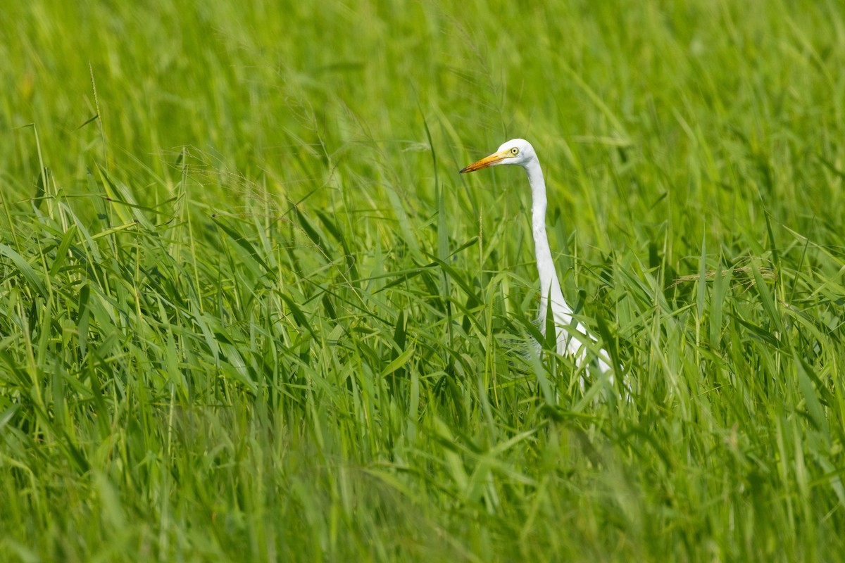 Great Egret - ordinary birder