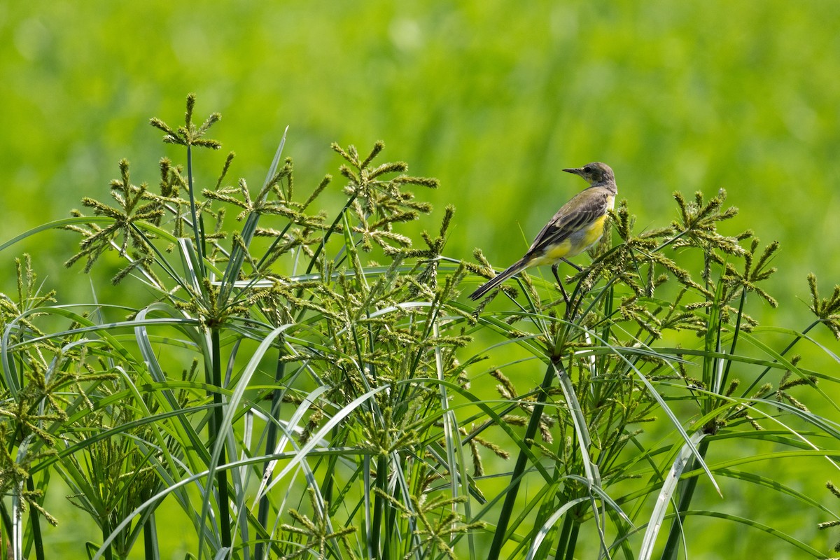Eastern Yellow Wagtail - ordinary birder