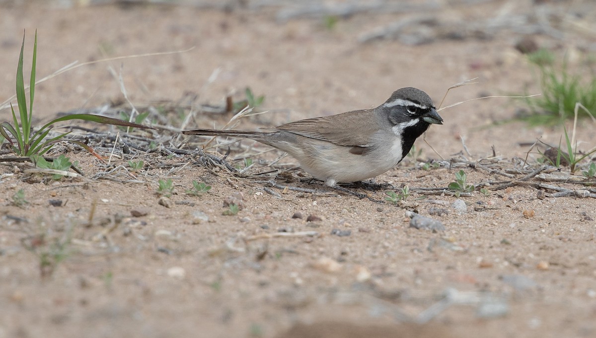 Black-throated Sparrow - ML616398699