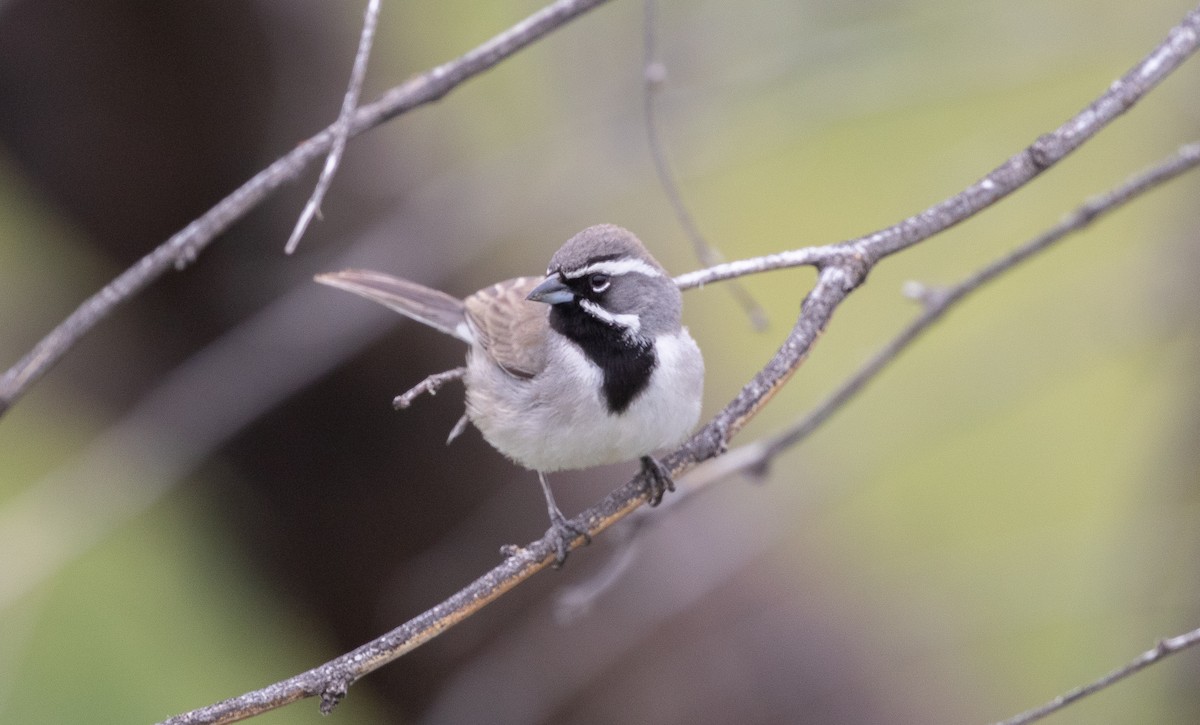 Black-throated Sparrow - Nick Pulcinella