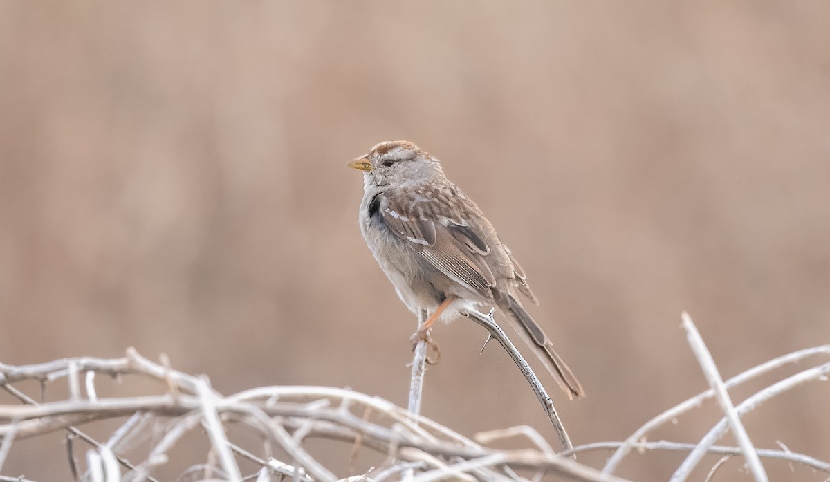 White-crowned Sparrow - ML616398714