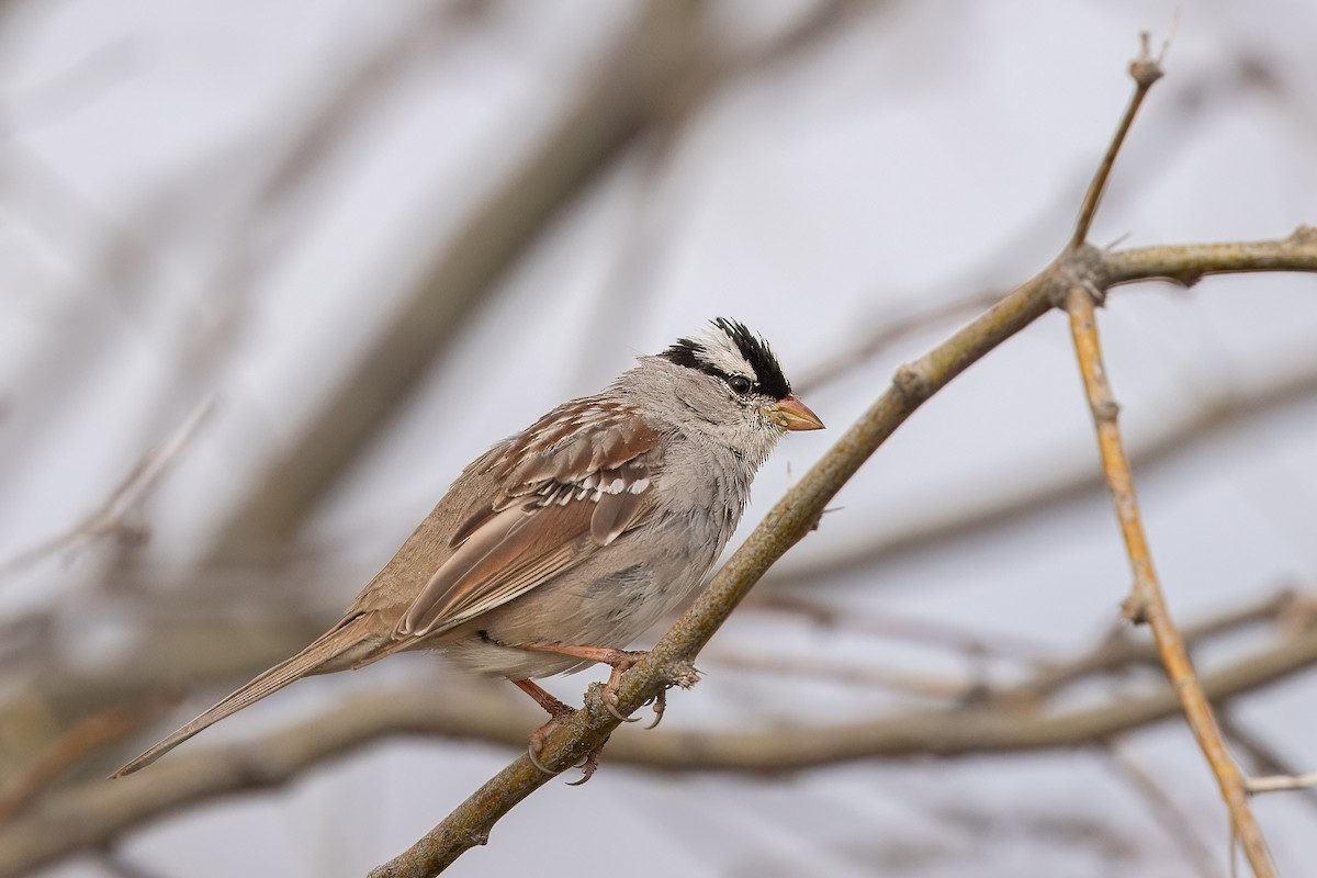 White-crowned Sparrow - ML616398715
