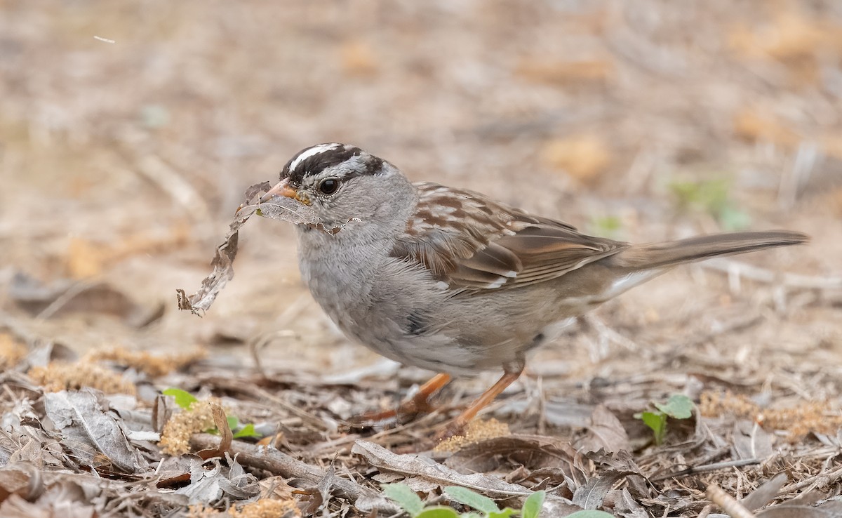 White-crowned Sparrow - ML616398716