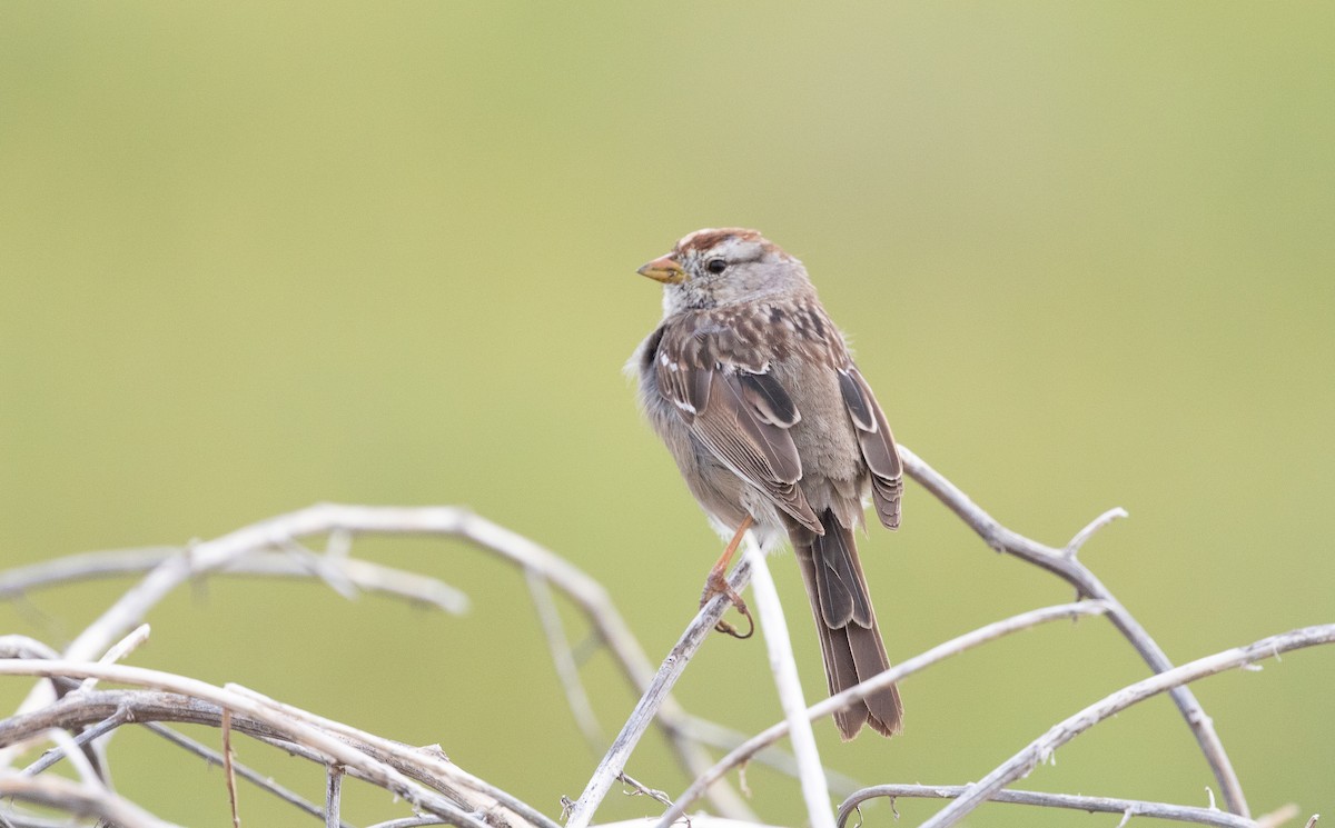 White-crowned Sparrow - ML616398717