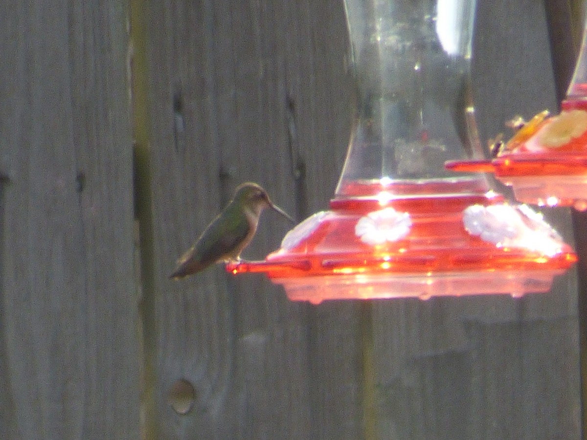 Rufous Hummingbird - ML616398765