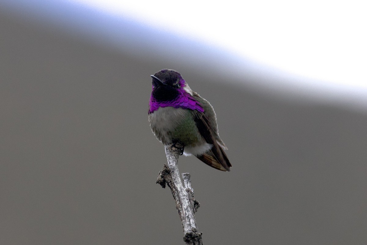Costa's Hummingbird - ML616398771