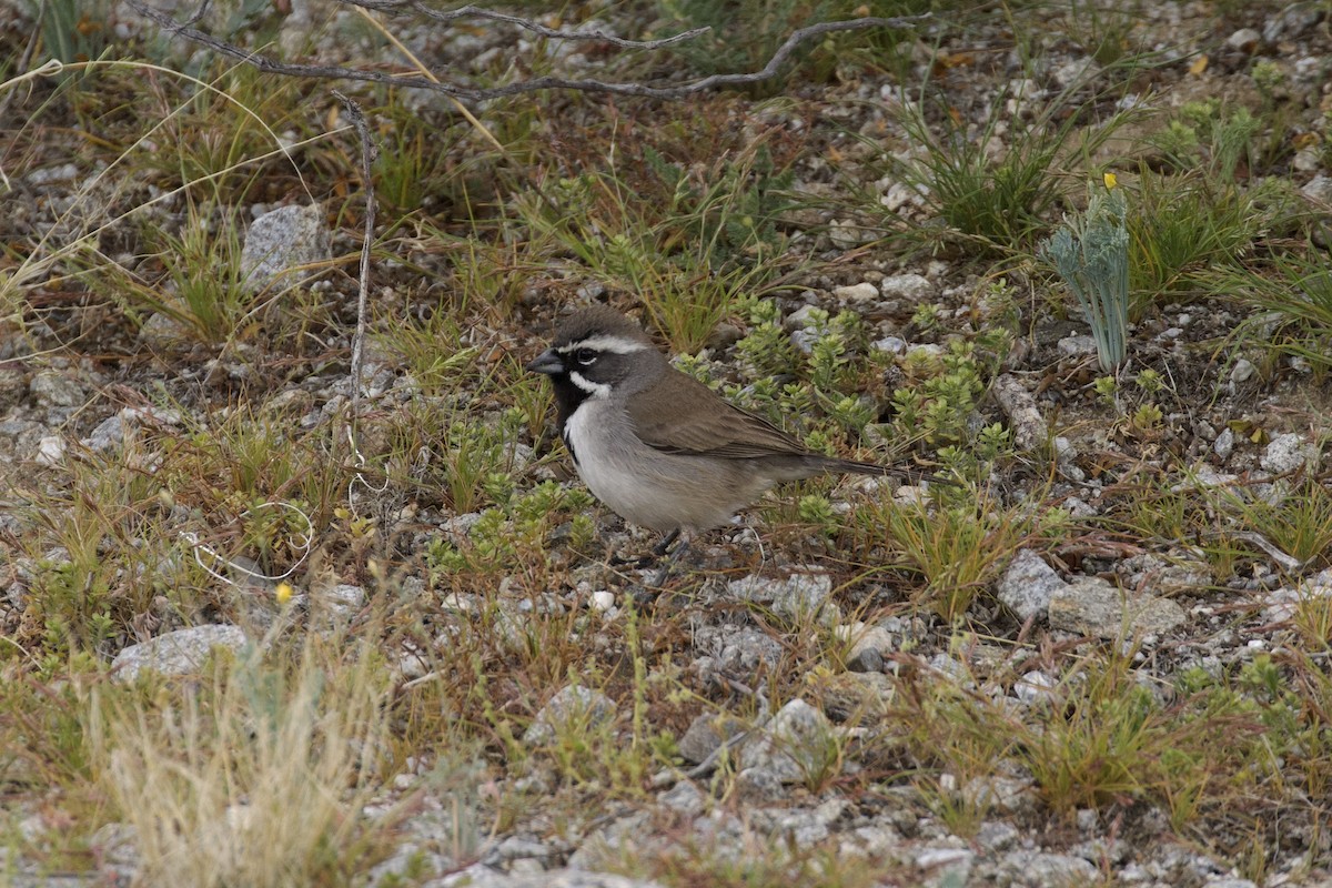 Black-throated Sparrow - ML616398781