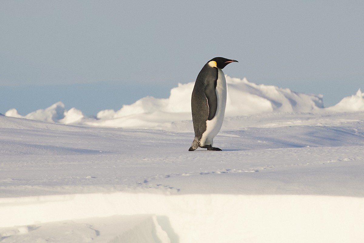 Emperor Penguin - David Charley