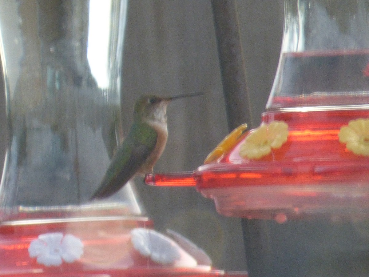 Rufous Hummingbird - ML616398823