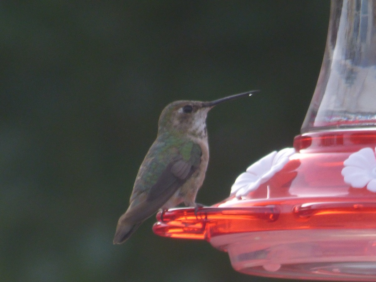 Rufous Hummingbird - ML616398861