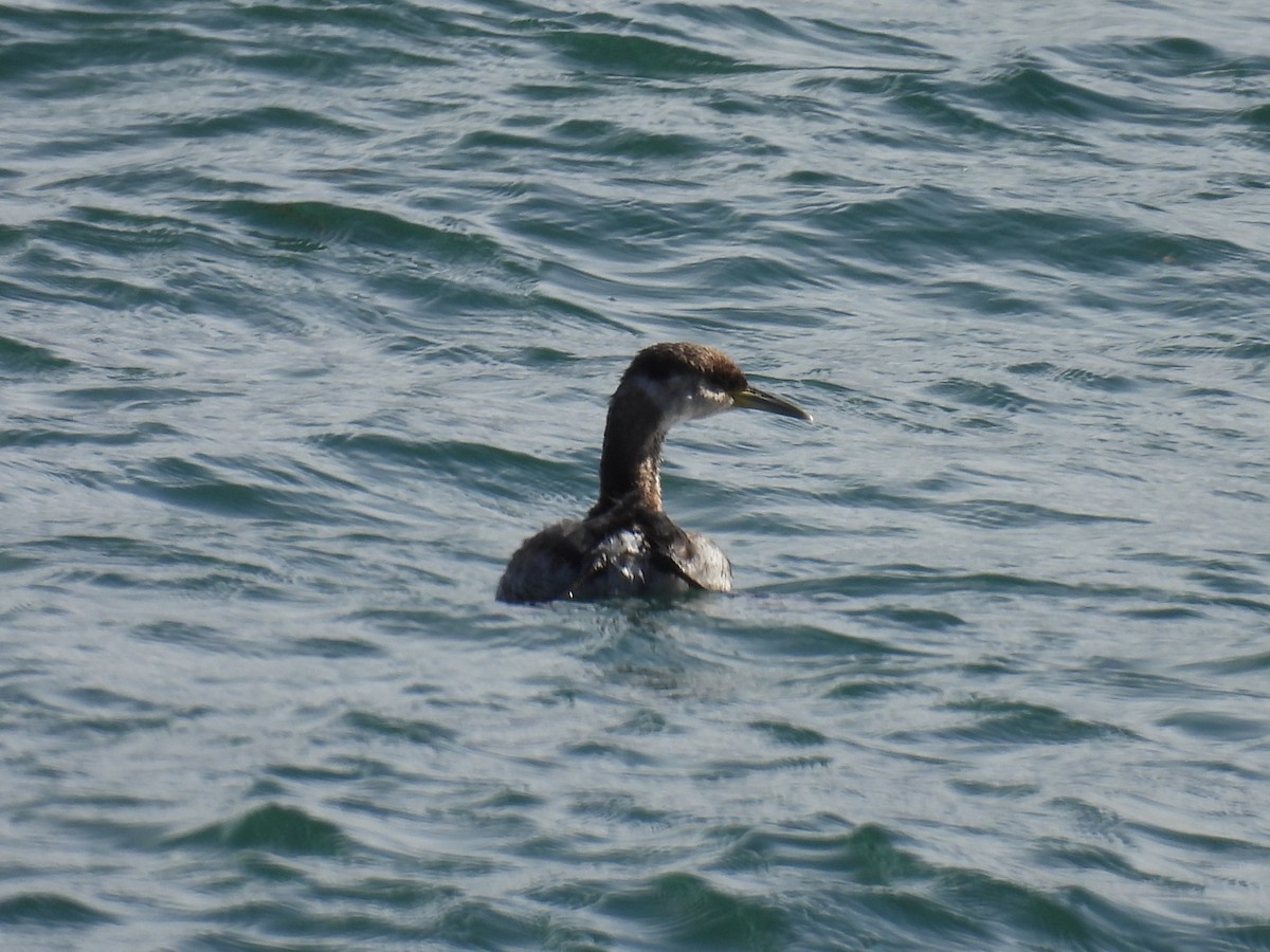 Red-necked Grebe - ML616398881