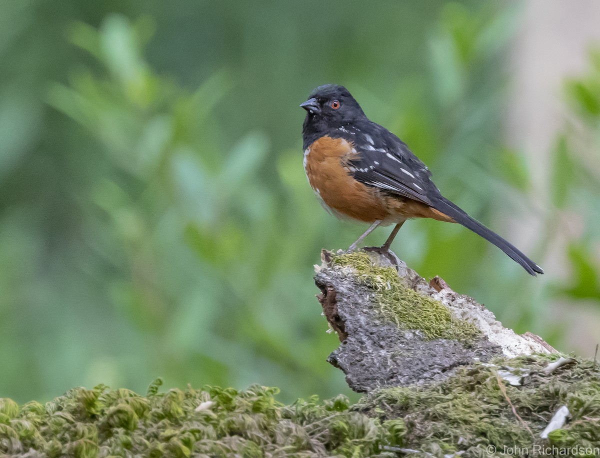 Spotted Towhee - ML616398917