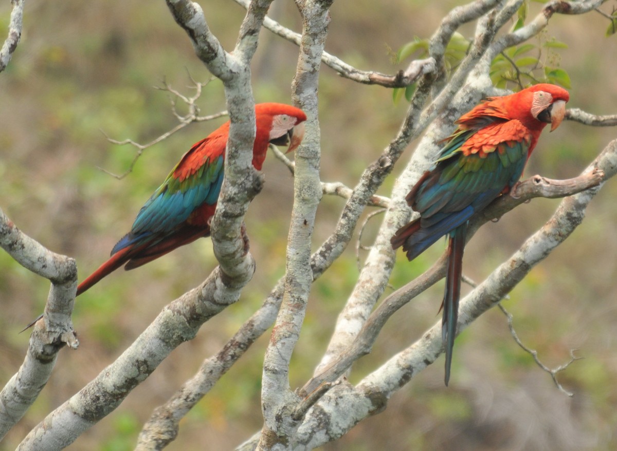 Red-and-green Macaw - ML616399072