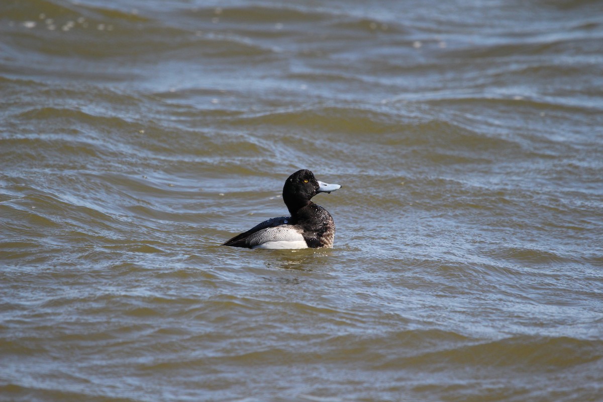 Greater Scaup - ML616399112