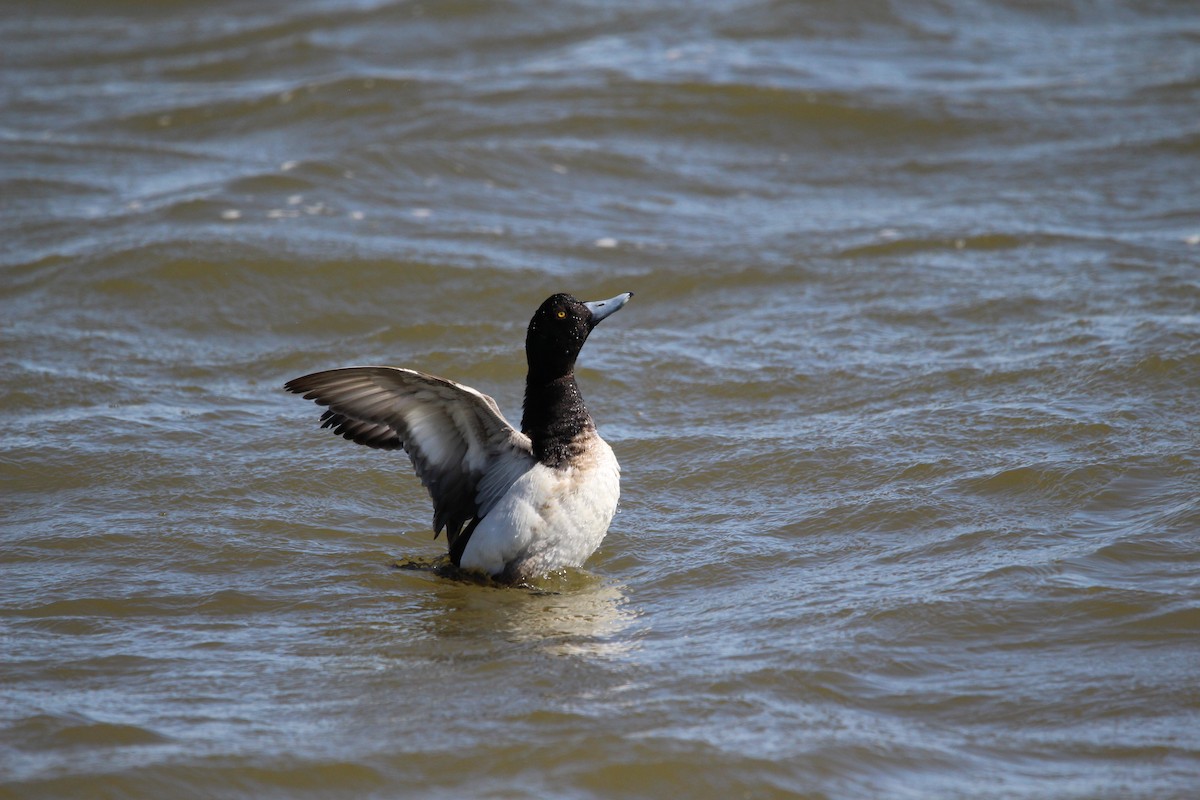 Greater Scaup - ML616399113