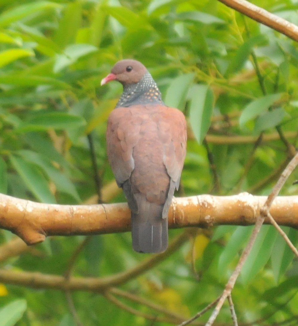 Scaled Pigeon - ML616399121