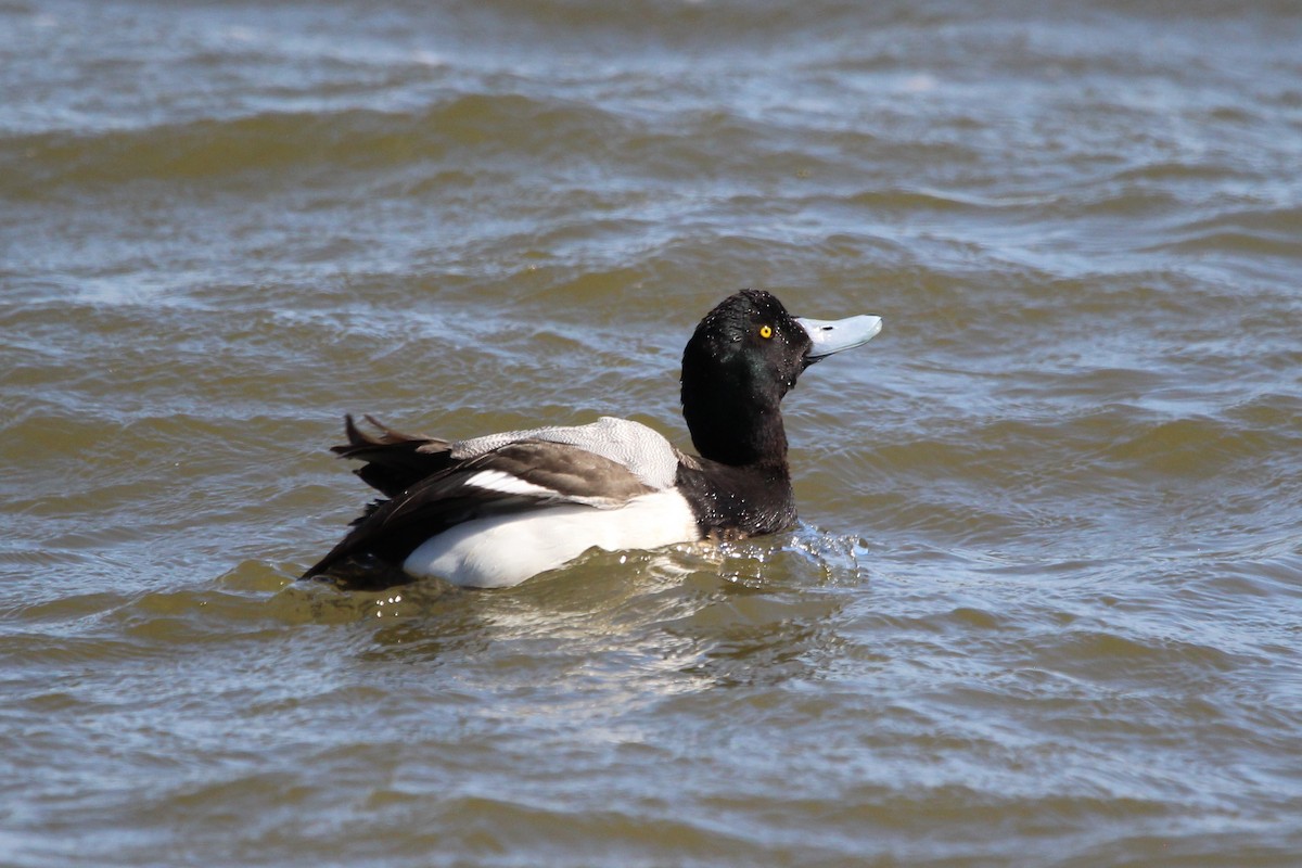 Greater Scaup - ML616399177