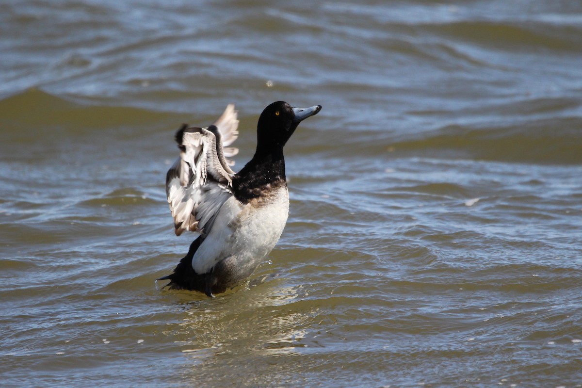 Greater Scaup - ML616399183