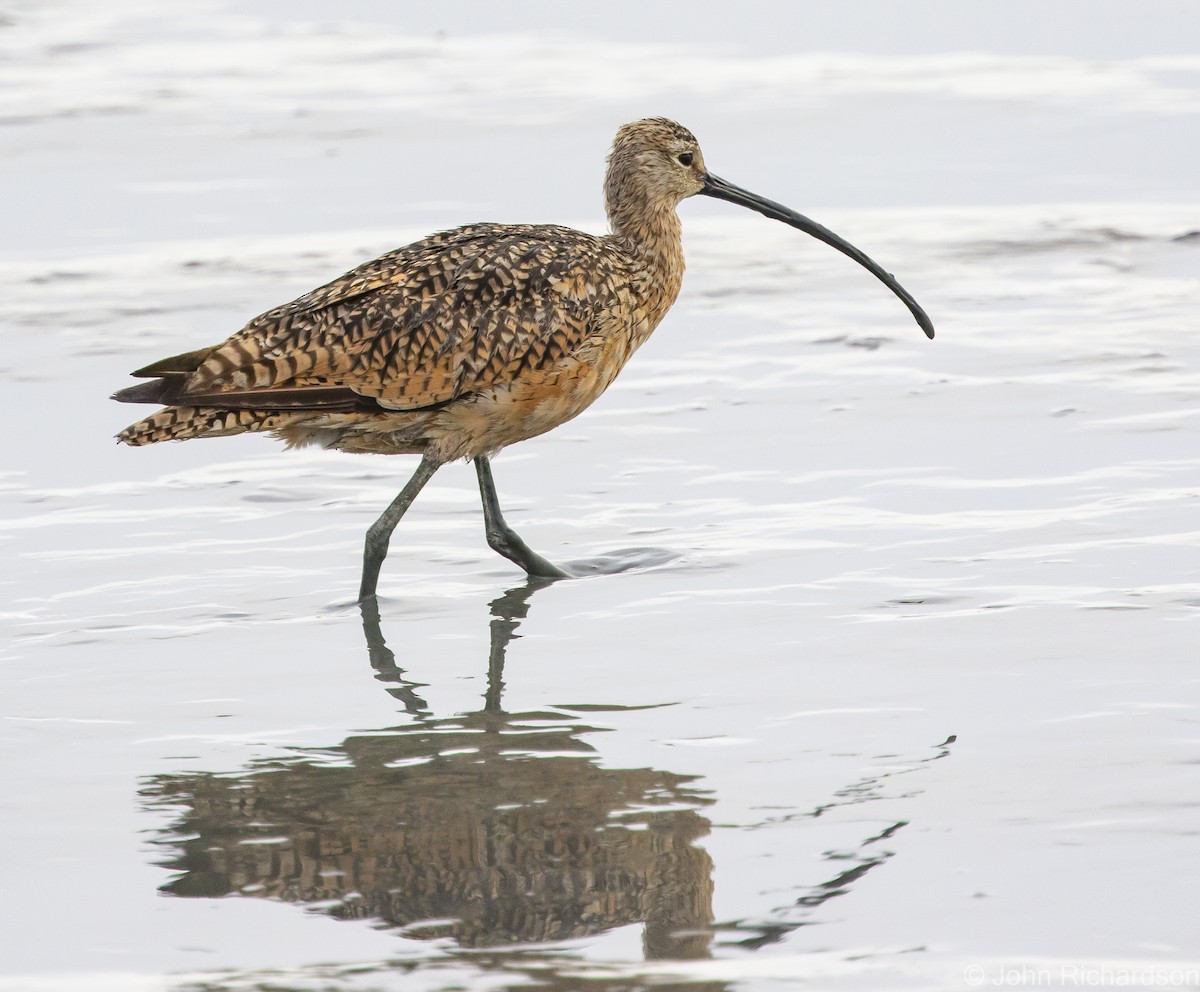Long-billed Curlew - ML616399280