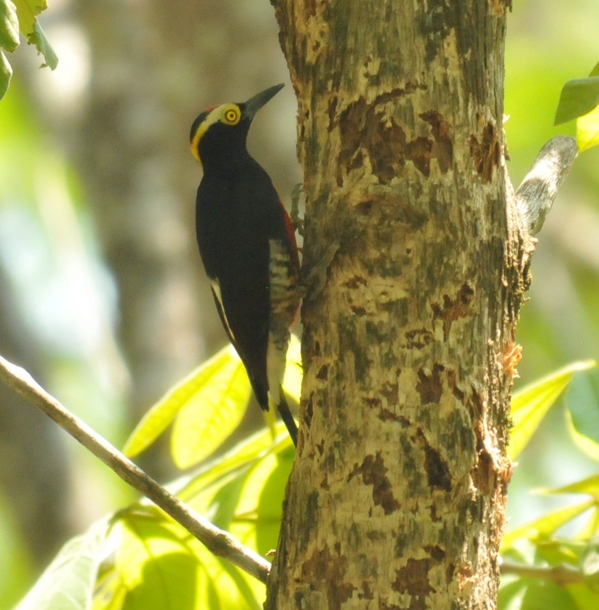 Yellow-tufted Woodpecker - ML616399318