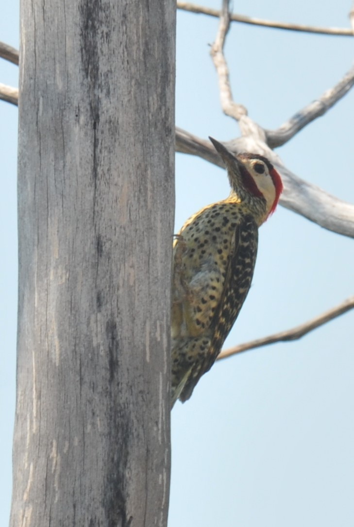 Green-barred Woodpecker - Doug Faulkner