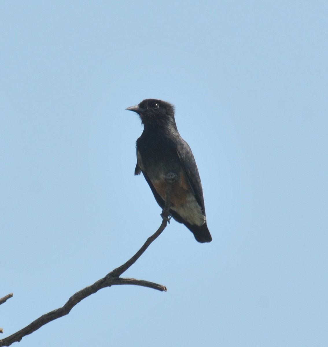 Swallow-winged Puffbird - Doug Faulkner