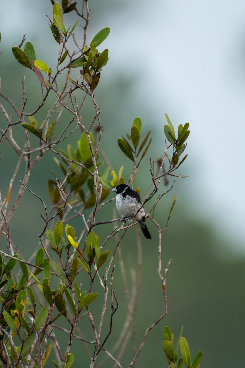 White-naped Seedeater - ML616399553