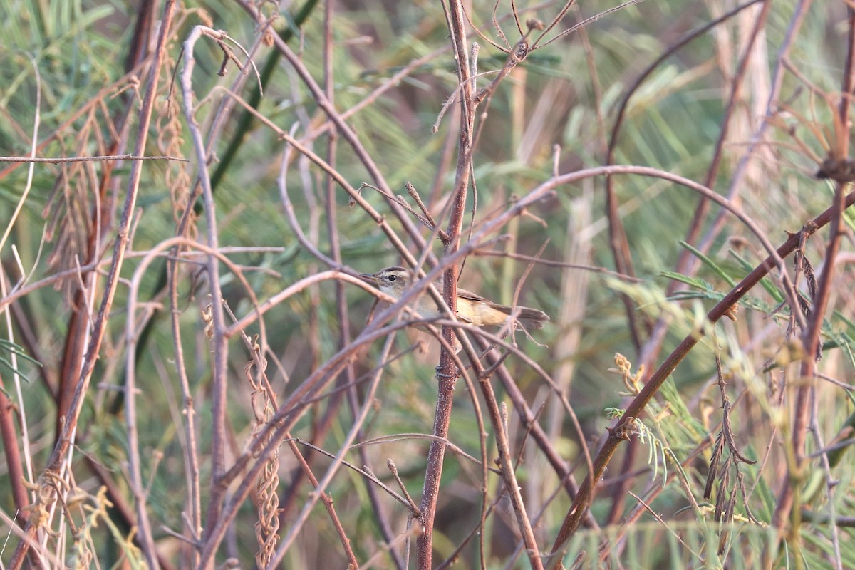 Black-browed Reed Warbler - ML616399573