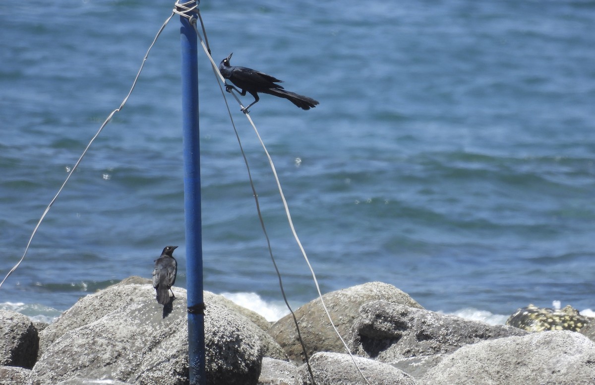 Great-tailed Grackle - ML616399589